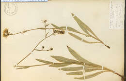 Image of Scouler's woollyweed