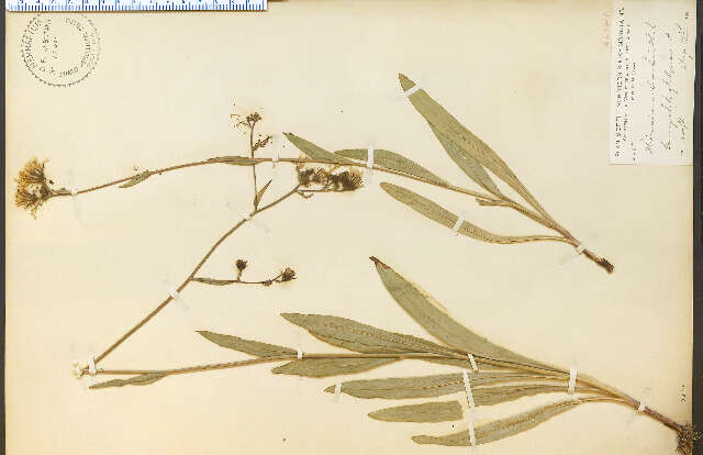 Image of Scouler's woollyweed