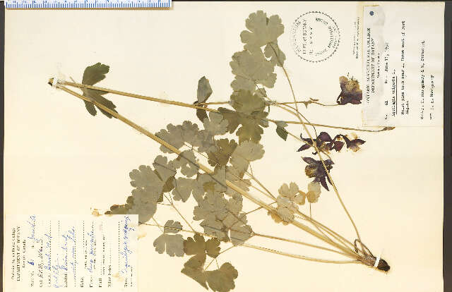 Imagem de Aquilegia vulgaris L.