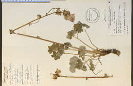 Imagem de Aquilegia vulgaris L.