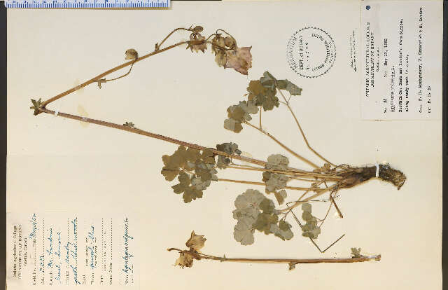 Imagem de Aquilegia vulgaris L.