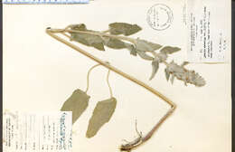 Image of Downy woundwort