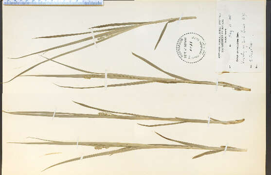 Image of Thin-Leaf Sedge