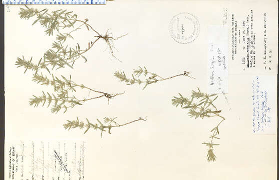 Image of rough false pennyroyal