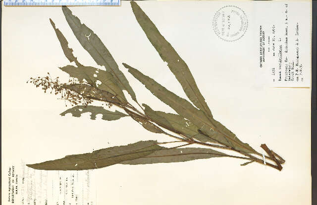 Rumex verticillatus L.的圖片