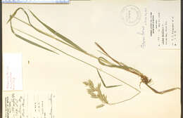 Image of arctic brome