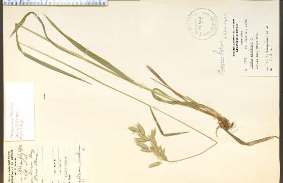 Image of arctic brome