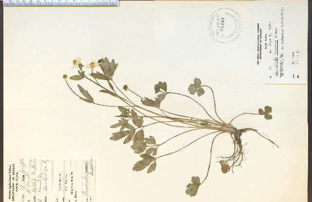 Ranunculus hispidus Michx.的圖片