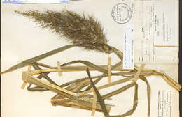 Echinochloa walteri (Pursh) A. Heller resmi