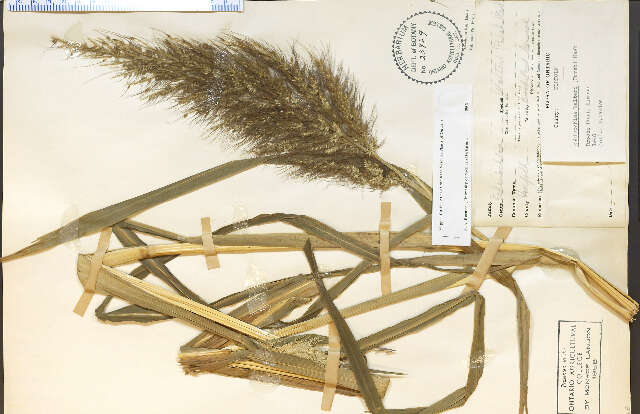 Echinochloa walteri (Pursh) A. Heller resmi