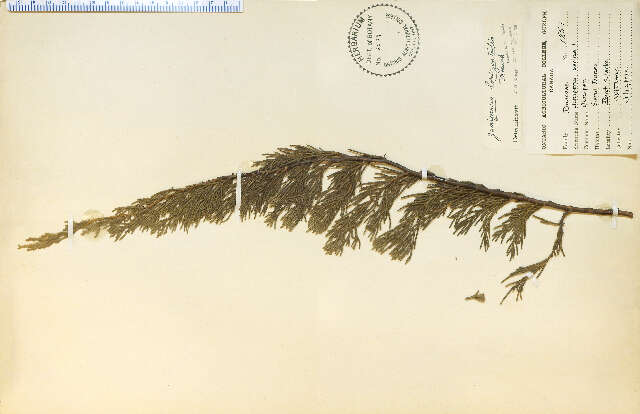 Image of Eastern Juniper