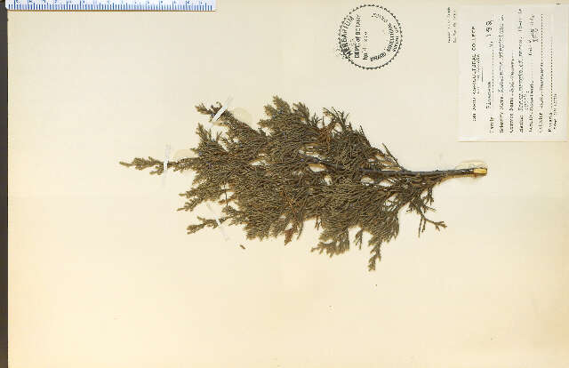 Image of Eastern Juniper