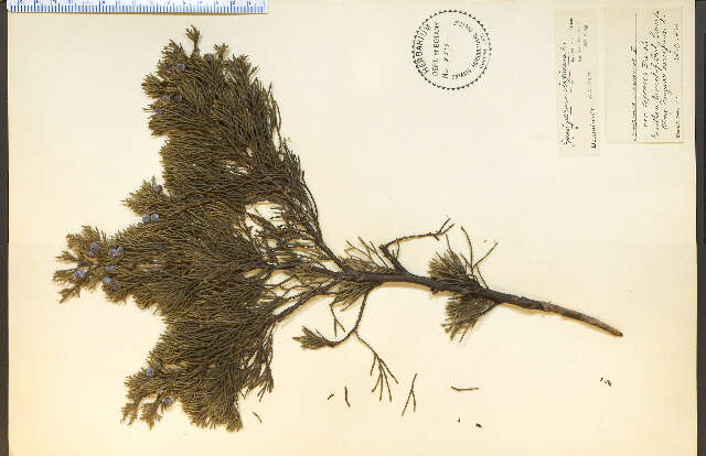 Слика од Juniperus virginiana L.