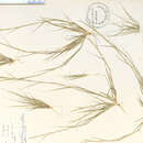 Image of poverty dropseed