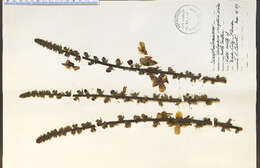 Sivun Verbascum virgatum Stokes kuva