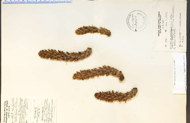 Conopholis americana (L.) Wallr.的圖片