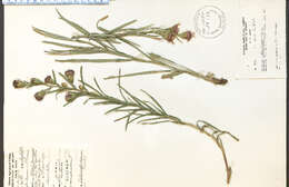 Слика од Liatris cylindracea Michx.