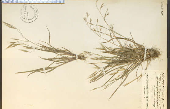 Image of field brome