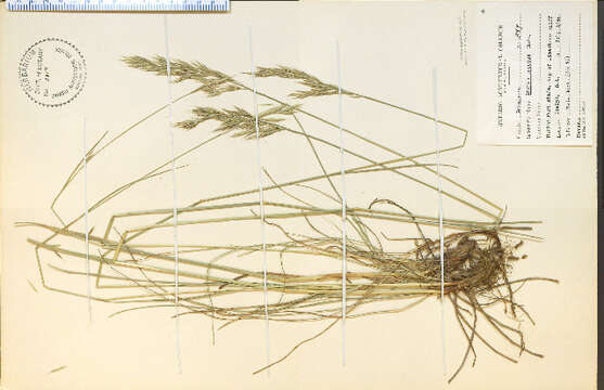 Image of erect brome