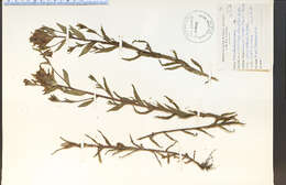 Image of <i>Castilleja rhexiifolia</i>