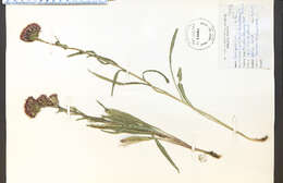 Слика од Liatris ligulistylis (Nelson) Schumann