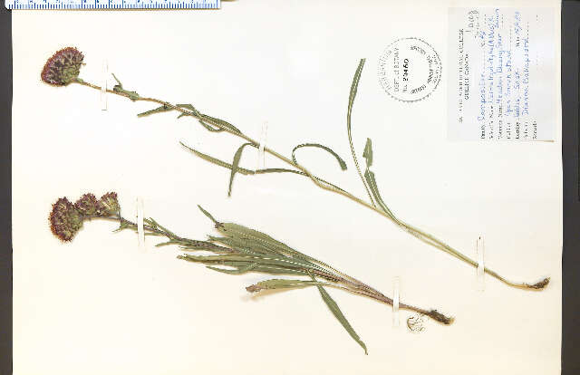 Слика од Liatris ligulistylis (Nelson) Schumann