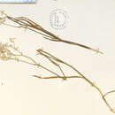 Image of Lophiola aurea Ker Gawl.