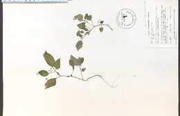 Image of Eastern Black Nightshade