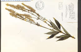 Image de Veronicastrum virginicum (L.) Farw.