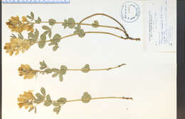 صورة Thermopsis rhombifolia (Pursh) Richardson