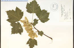 Image of Rocky Mountain maple