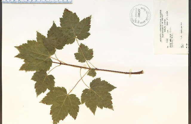 Image of Rocky Mountain maple