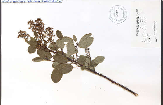 Image of Redstem Ceanothus