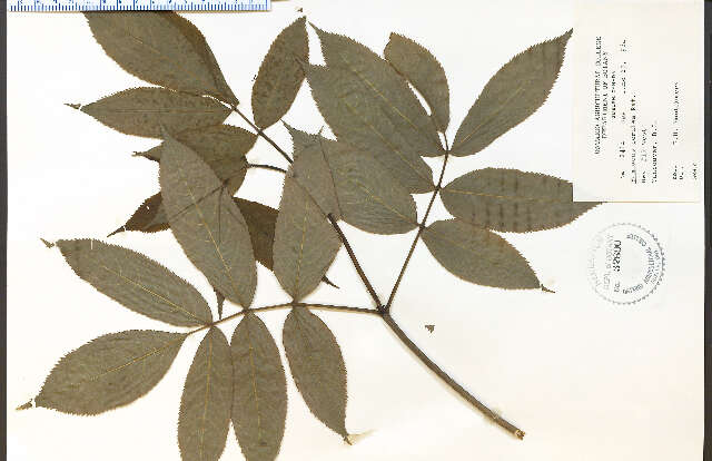 Image of Sambucus caerulea