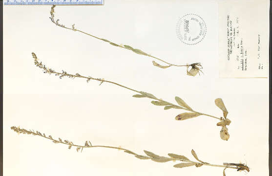 Image of Pale-Spike Lobelia