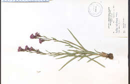 Слика од Liatris cylindracea Michx.