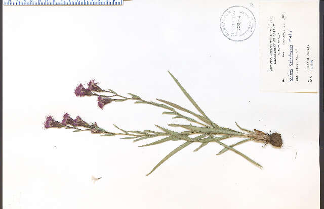 Слика од Liatris cylindracea Michx.