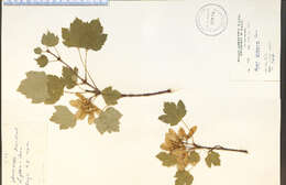 Image of Rocky Mountain maple