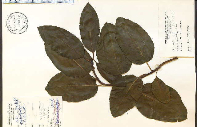 Image of Pacific madrone