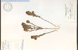 Image of thinleaved owl's-clover