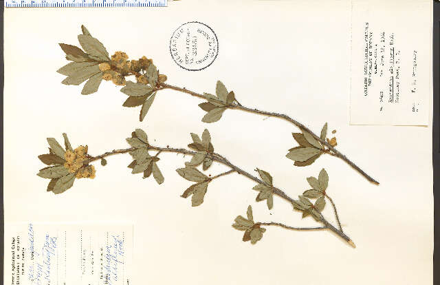 Image of Cascade Azalea