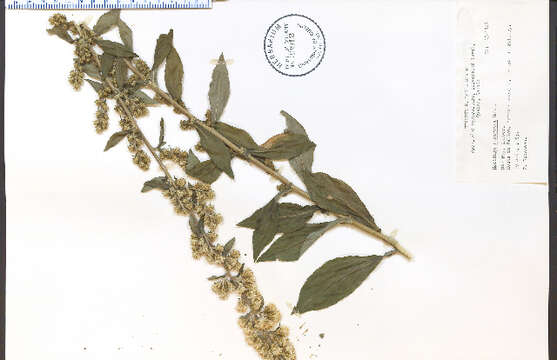 Image of stout goldenrod