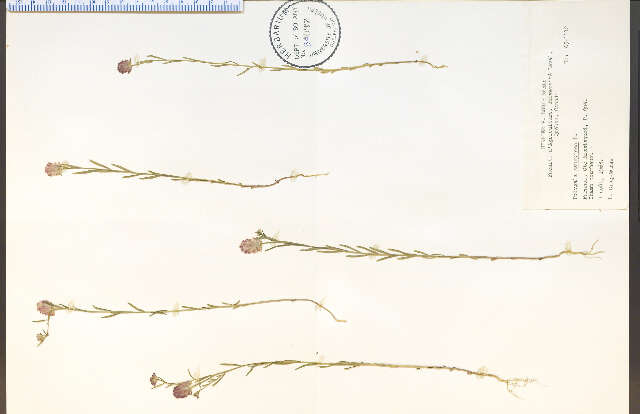 Image of blood milkwort