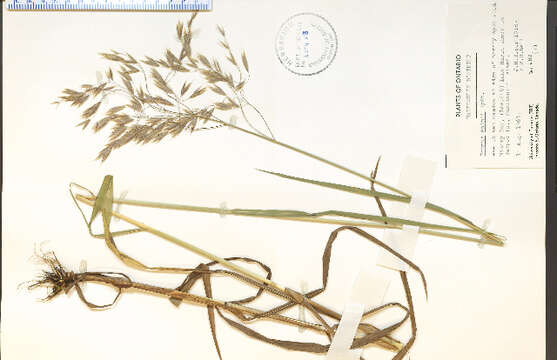 Image of arctic brome