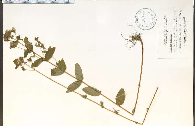 Sivun Hypericum punctatum Lam. kuva