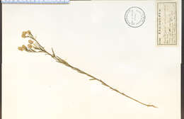 Image of blood milkwort