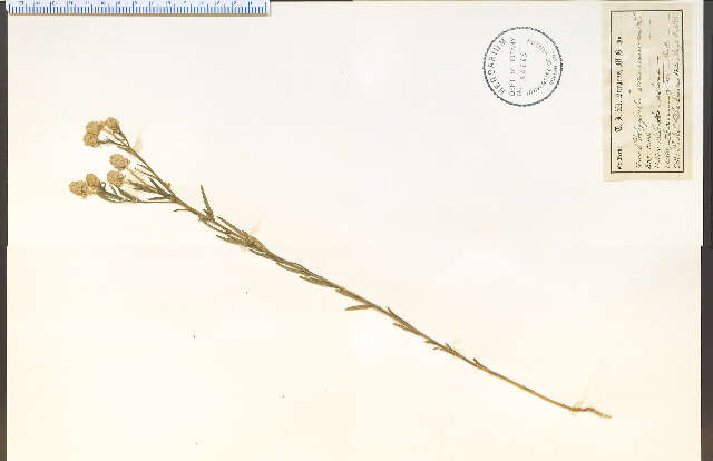 Image of blood milkwort