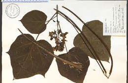 Image of Chinese catalpa