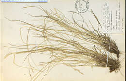 Image of flattened oatgrass