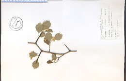 Image of Brainerd's hawthorn